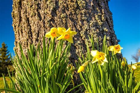 Daffodil Flower Meaning Symbolism Of Different Colors Florgeous