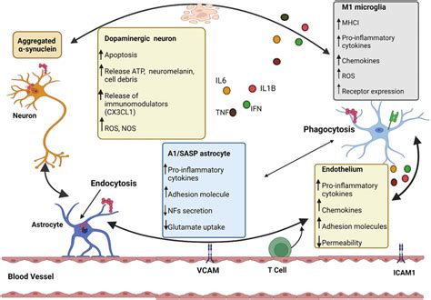 Mechanism Of Neuroinflammation In Pd Interaction Among Various