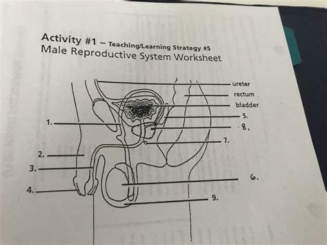 Diagram Of Male Reproductive System Quizlet