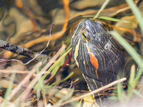 Tortuga De Orejas Rojas Trachemys Scripta Elegans Info Tortuga