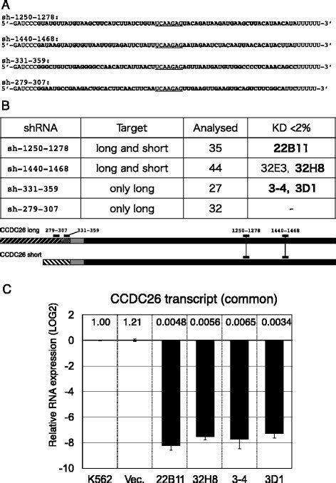 Knockdown Of CCDC26 With ShRNAs A Sequences Of ShRNAs Used In This