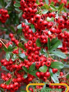 Pyracantha Red Column Baumschule Lienemann