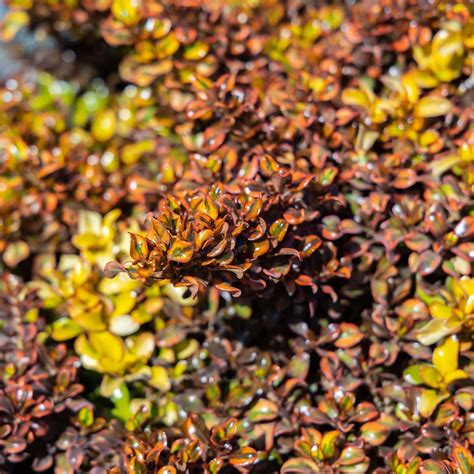 Tequila Sunrise Plant