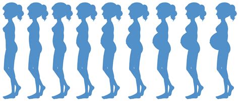 Nine Months of Pregnancy Progression 303168 Vector Art at Vecteezy