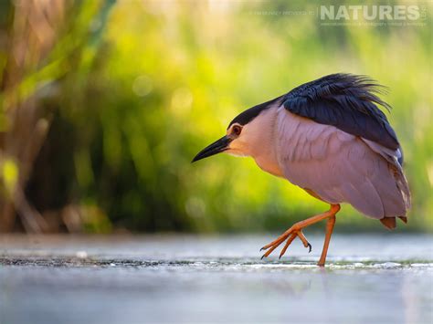 The Doc's Holiday menu hides a very surprising secret item 9