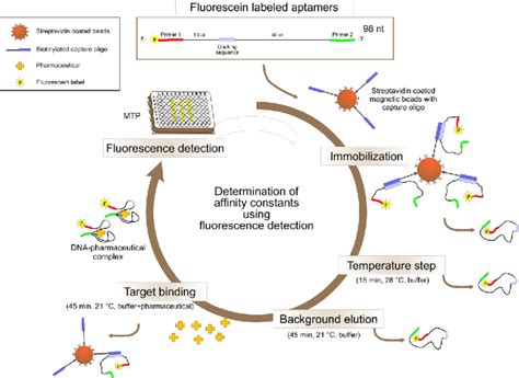 Schematic Representation Of The Bead Based Assay Using Fluorescence Download Scientific Diagram