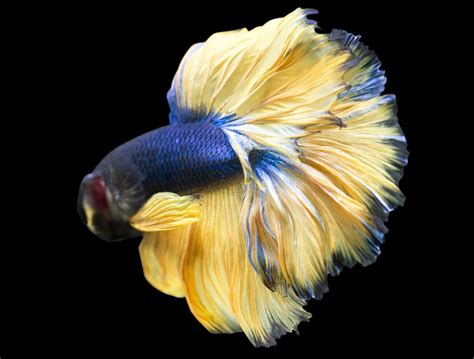 Mustard Gas Betta Complete Care Guide Information Wzaquarium