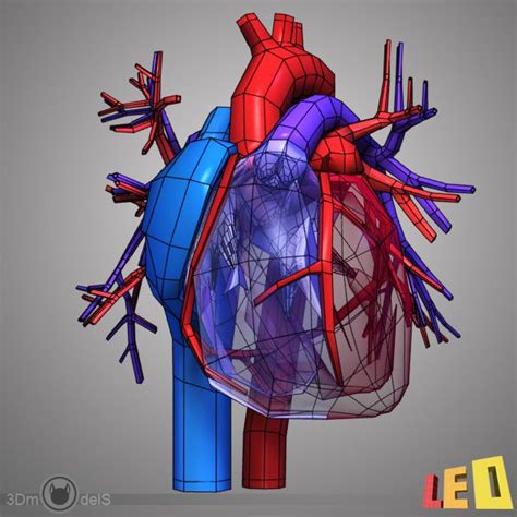 Circulatory System Heart 3d Model 20 3ds Lwo Max Obj Ma Free3d