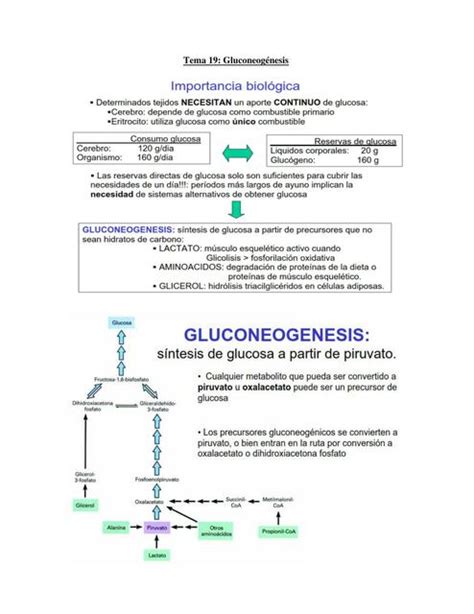 Gluconeogénesis alejandra alvarez uDocz