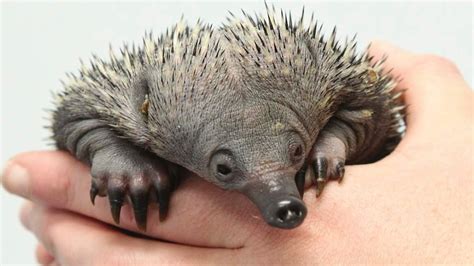 Baby Echidna