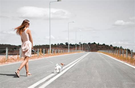 How to Train Your Dog Like a Pro in 2025 - Pets Hyme