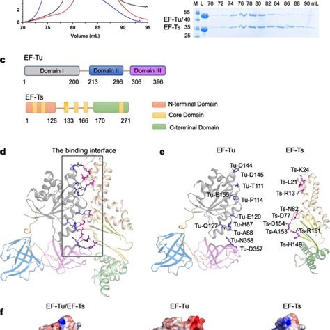 Mtb Ef Tu Exhibits A High Binding Affinity With Ef Ts A Ribbon