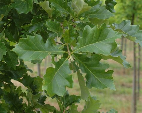 Shumard Oak Shade Trees | McMakin Farms