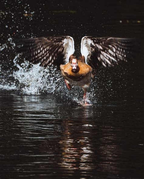 Premium Photo | View of ducks swimming in lake