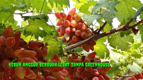 Rahasia Kebun Anggur Tanpa Greenhouse Berbuah Lebat YouTube