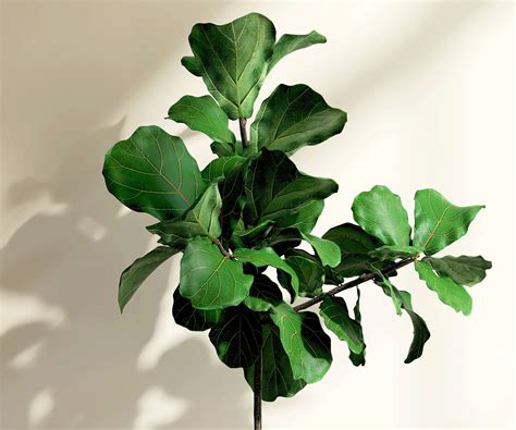 Fiddle leaf fig pruning: expert tips on how and why to do it | Homes ...