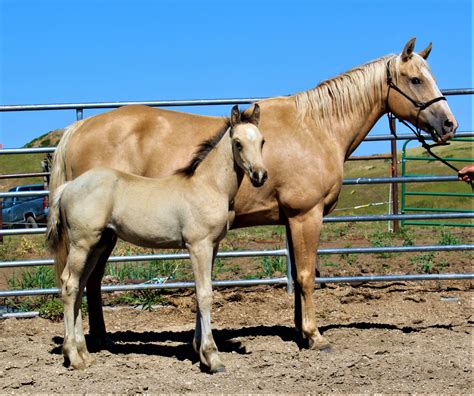 Buckskin Draft Cross Colt