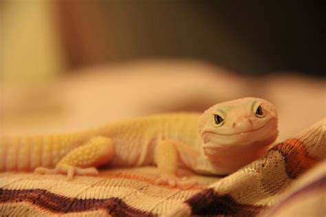 Albus Albie Van Galder Ohare The Albino Leopard Gecko Who Said