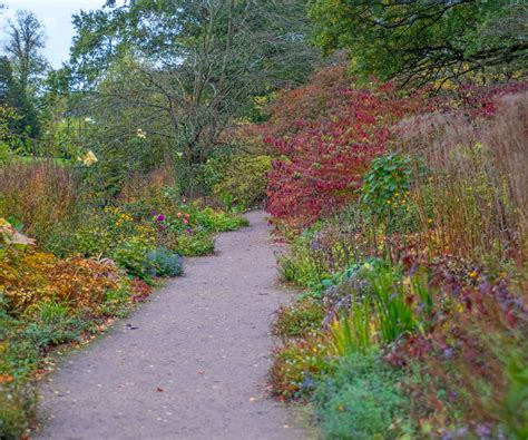 Perennials to cut back in fall - 10 plants to prune | Homes and Gardens