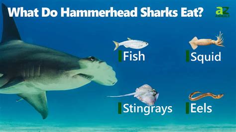 Hammerhead Shark - A-Z Animals