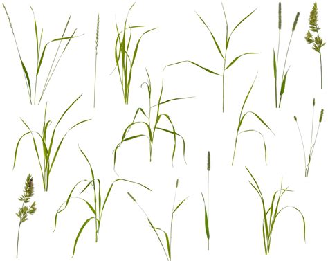 Invasive Grasses In Lawns How To Identify And Get Rid