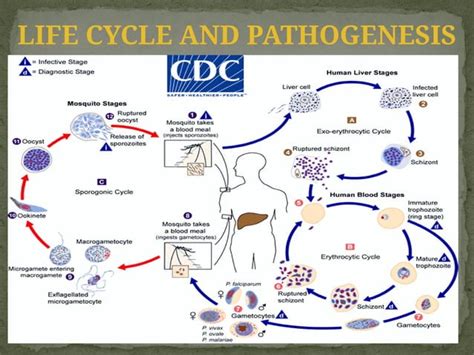 malaria life cycle, patho physiology,lab diagnosis | PPT