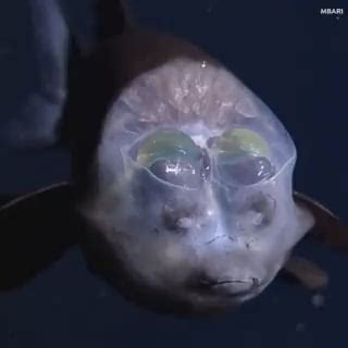 barrel fish : r/TheDepthsBelow