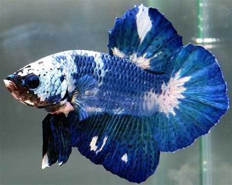 Marble Betta Fish Different Color Variations Of Betta Fish Fish Care