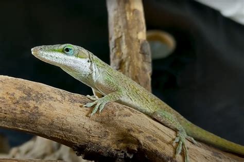 Green Anole Care Sheet: Complete Guide For Your Pet