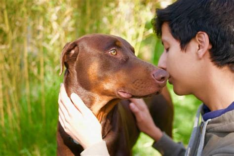 Unexpected Ways Your Dog Shows You Affection (and How to Show It Back ...