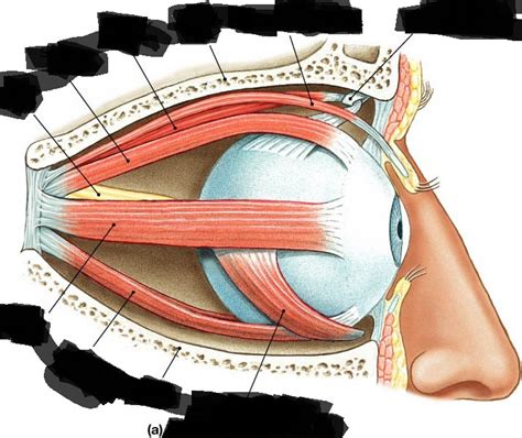 eye muscles pt1 Diagram | Quizlet