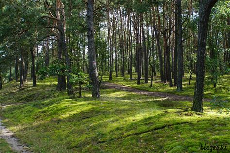 Wyprawa w poszukiwaniu najpiękniejszych wrzosowisk w Puszczy