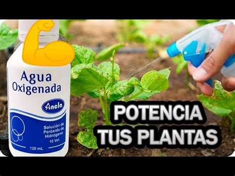 Se Puede Usar El Agua Oxigenada Para Cuidar De Las Plantas Al Detalle