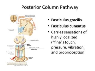 Ch 15 Sensory Pathways PPT