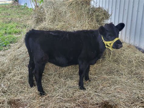 Miniature Dexter Heifer | Livestock | St. Catharines | Kijiji