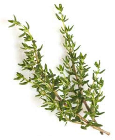 Thyme - COR