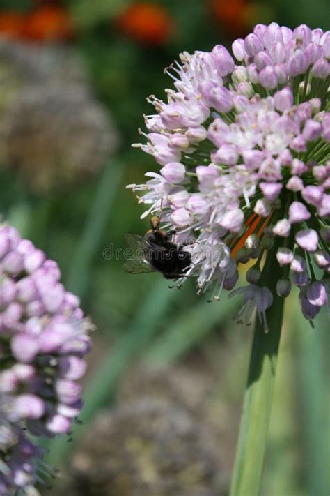 Onion flower stock image. Image of color, flowers, spring - 101604367