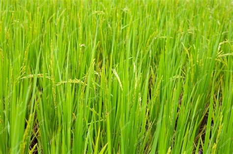 Premium Photo | Rice plant in rice field