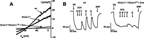 Impact Of KCa3 1 KCa2 3 Deficiency On KCa Currents In Freshly Isolated