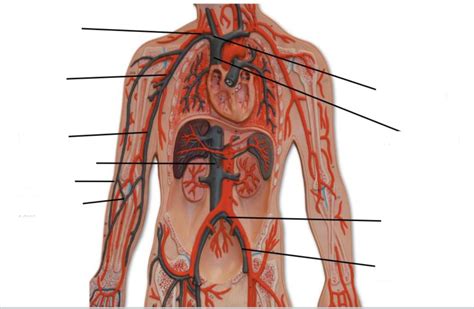 Blood Vessels Model 4 Diagram Quizlet