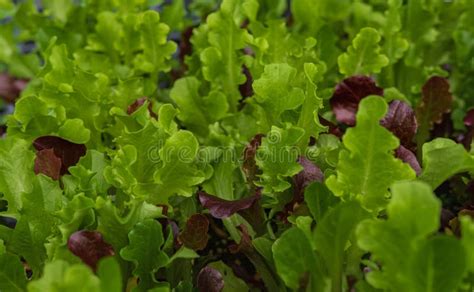 Lettuce Different Varieties. Summer Crops Lettuce Plants, Mixed Green ...