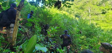 Aseguran plantación de coca y narcolaboratorio en Colón