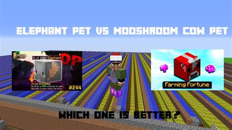 Elephant Pet Vs Mooshroom Cow Pet Which Is Better Hypixel Skyblock