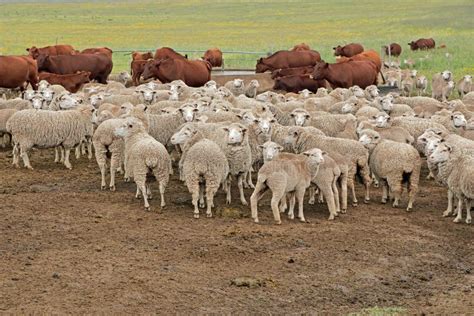 Sheep And Cattle On A Rural Farm Stock Image Image Of Africa Farming