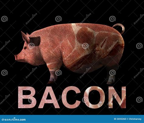 Pig and Bacon stock photo. Image of flesh, animal, concept - 2693260