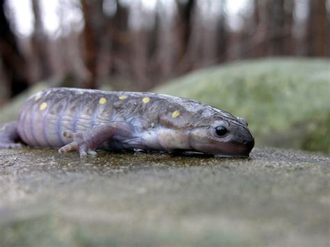 Yellow Spotted Salamander By Sean Murray 500px