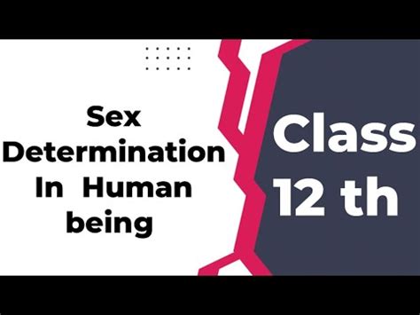 Sex Determination In Human Being Class 12th NCERT YouTube