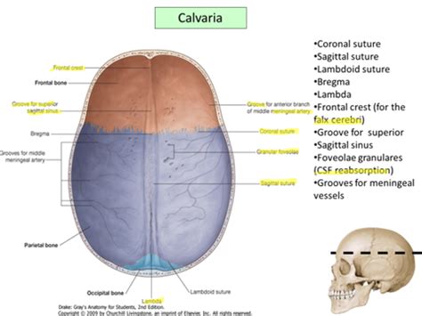 Anatomy Cranial Vault Exam 3 Flashcards Quizlet