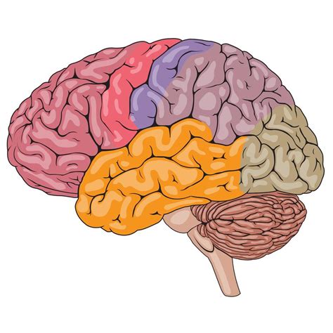 Colorful Human Brain Parts 1166073 Vector Art at Vecteezy