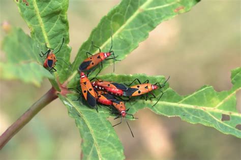 Murarka ogrodowa Siła w naturze życie gniazdowanie hodowla